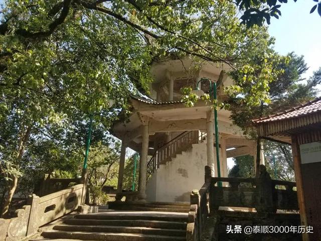 泰顺为何村村“风水林”？老树悠悠，荫佑绵绵