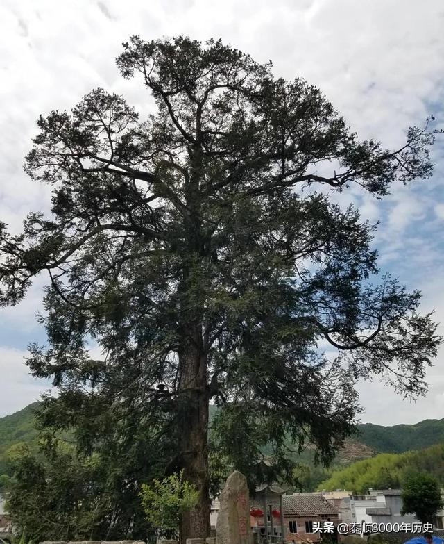 泰顺为何村村“风水林”？老树悠悠，荫佑绵绵