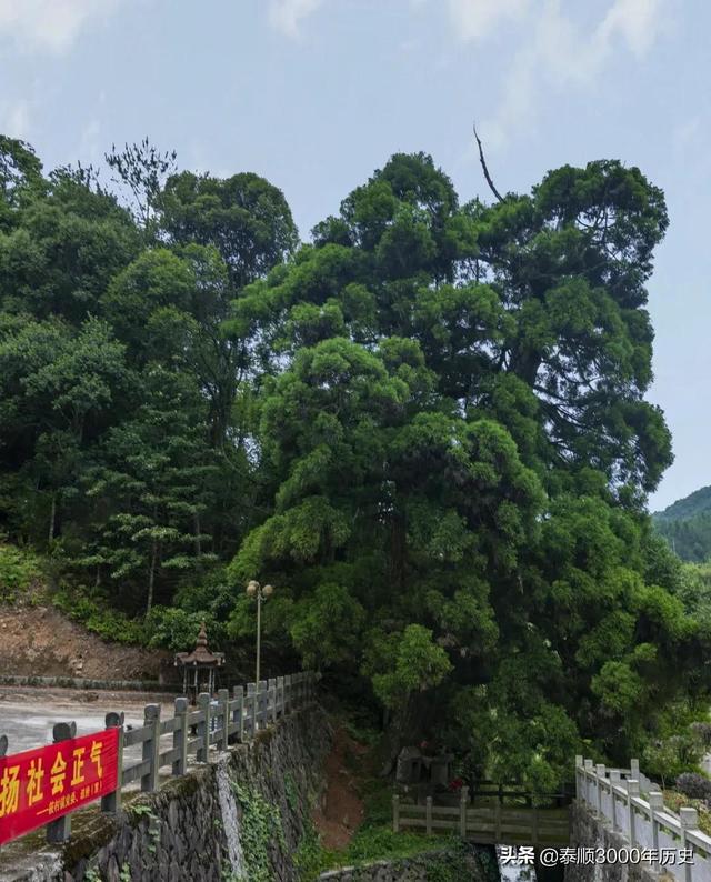 泰顺为何村村“风水林”？老树悠悠，荫佑绵绵