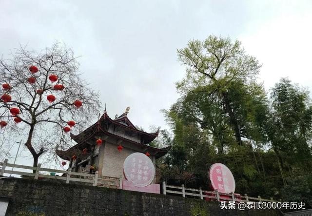 泰顺为何村村“风水林”？老树悠悠，荫佑绵绵