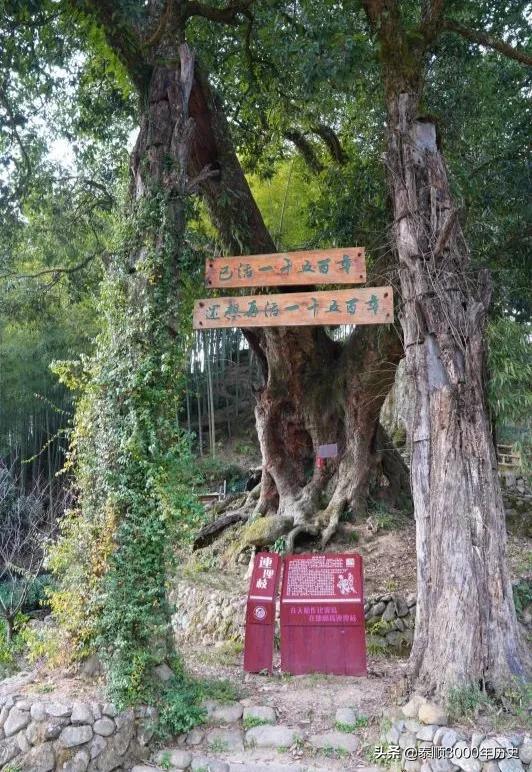 泰顺为何村村“风水林”？老树悠悠，荫佑绵绵