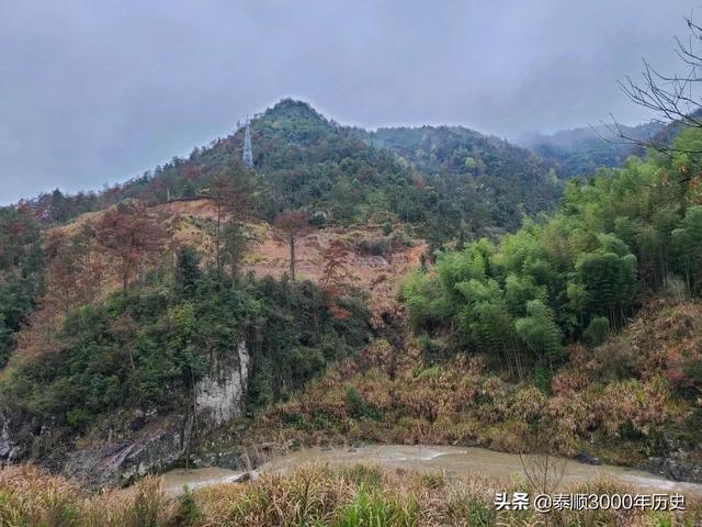 泰顺为何村村“风水林”？老树悠悠，荫佑绵绵