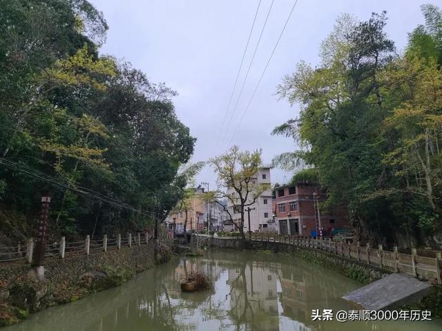 泰顺为何村村“风水林”？老树悠悠，荫佑绵绵