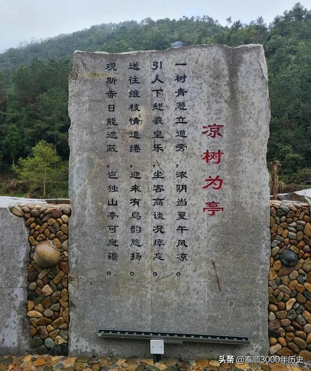 泰顺为何村村“风水林”？老树悠悠，荫佑绵绵