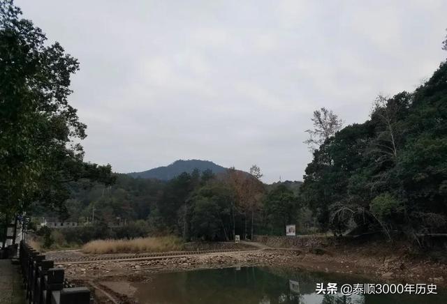 泰顺为何村村“风水林”？老树悠悠，荫佑绵绵