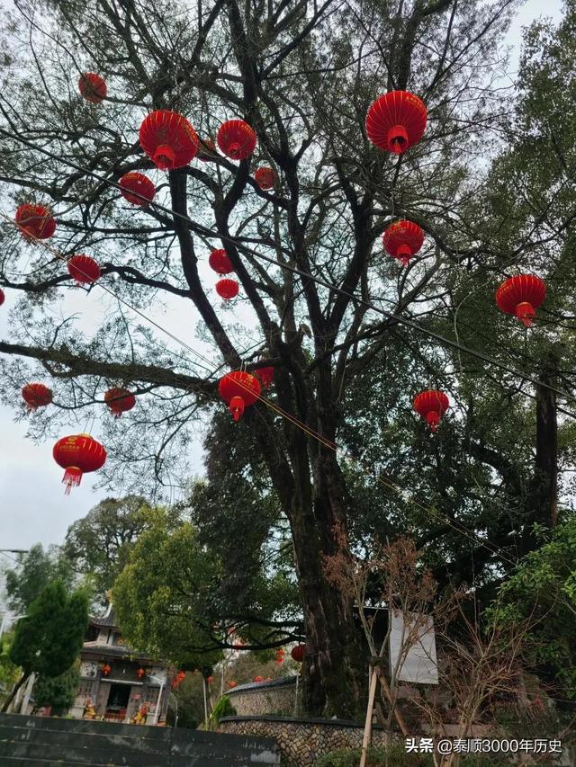 泰顺为何村村“风水林”？老树悠悠，荫佑绵绵