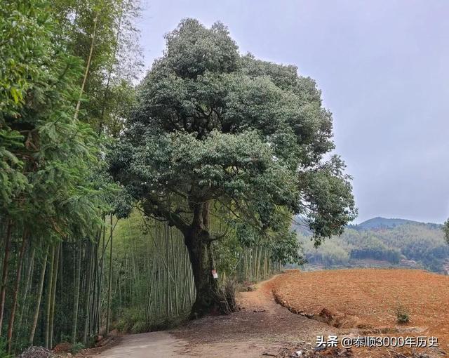 泰顺为何村村“风水林”？老树悠悠，荫佑绵绵