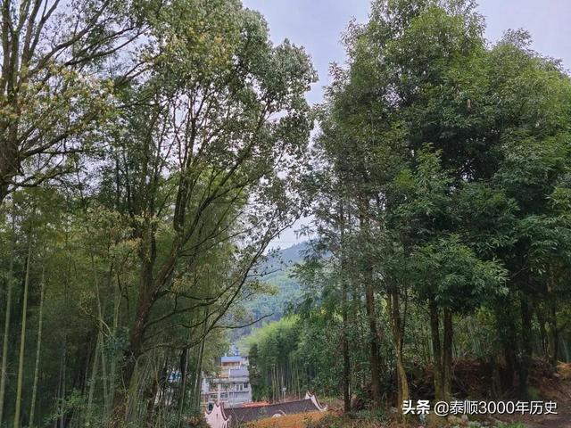 泰顺为何村村“风水林”？老树悠悠，荫佑绵绵