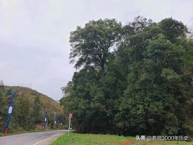 泰顺为何村村“风水林”？老树悠悠，荫佑绵绵