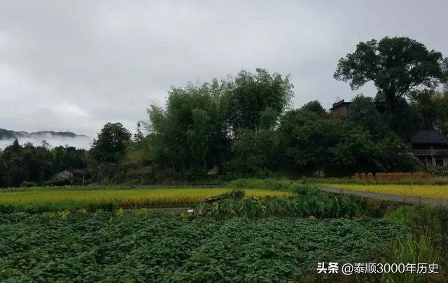 泰顺为何村村“风水林”？老树悠悠，荫佑绵绵