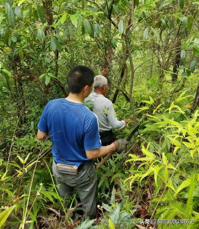 泰顺为何村村“风水林”？老树悠悠，荫佑绵绵