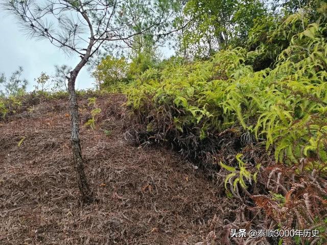 泰顺为何村村“风水林”？老树悠悠，荫佑绵绵