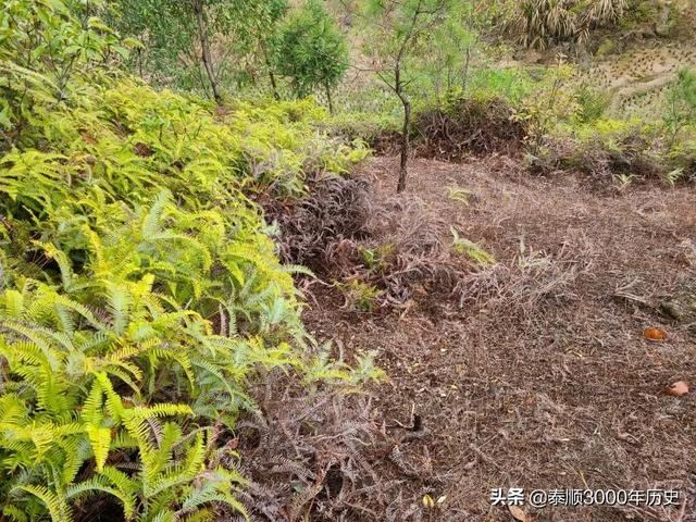 泰顺为何村村“风水林”？老树悠悠，荫佑绵绵