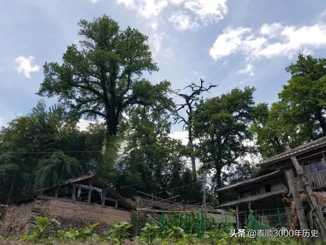 泰顺为何村村“风水林”？老树悠悠，荫佑绵绵