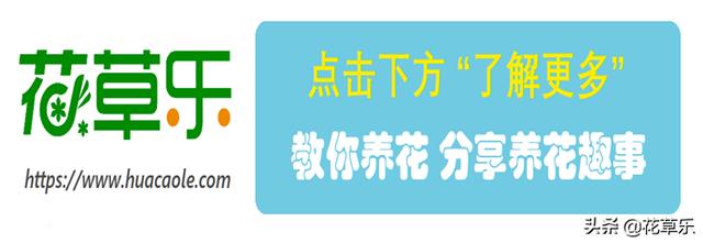 金枝玉叶摆放禁忌，金枝玉叶摆放位置还是有讲究滴