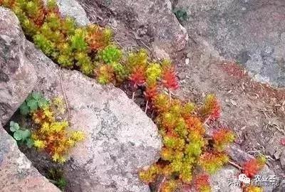 庭院景观设计——如何打造庭院风水