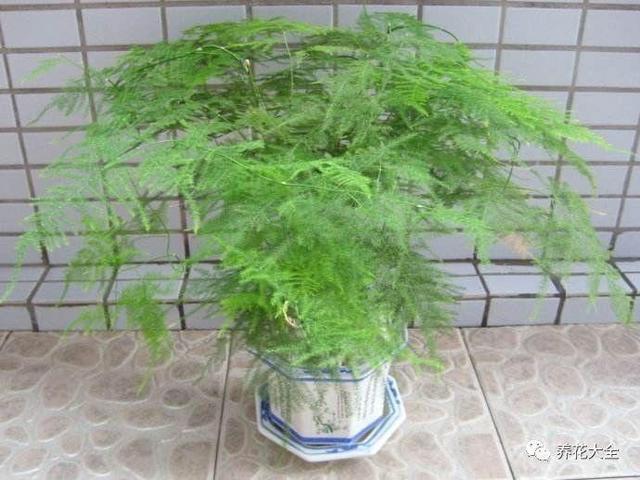 家里养盆竹，节节高升，10种竹子推荐你更喜欢哪种？