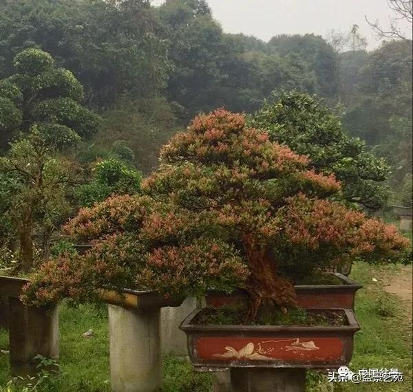 赤楠盆景的生物特性与栽培管理技术要点