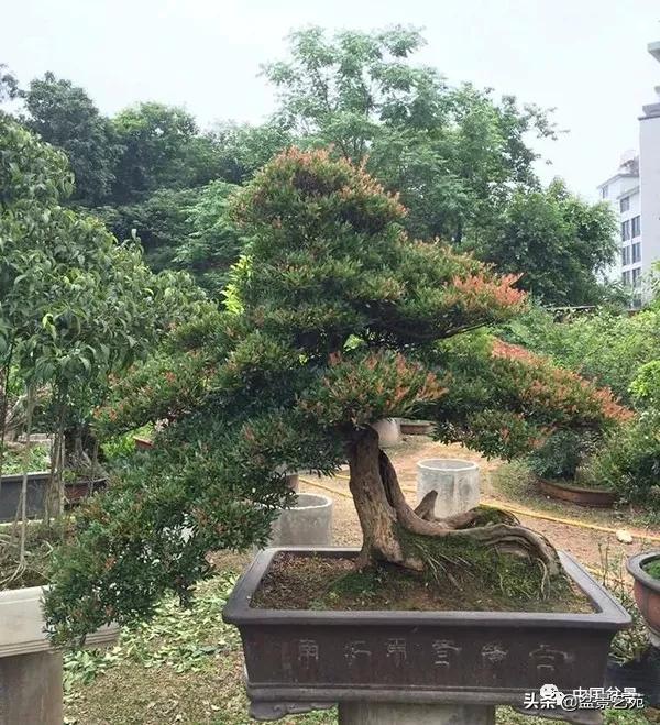 赤楠盆景的生物特性与栽培管理技术要点