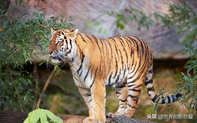 它是猫科动物中的“丑八怪”，运气让它成为了新的森林之王