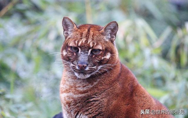 它是猫科动物中的“丑八怪”，运气让它成为了新的森林之王