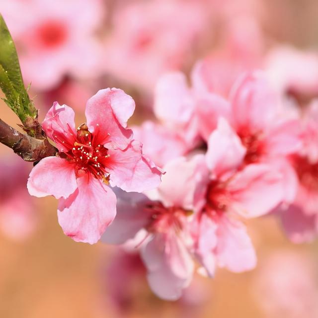 八字桃花查询表(免费测另一半出现时间)