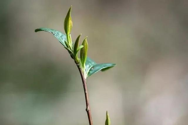 茶圈起名大赏！有些茶还真不能“以名取茶”