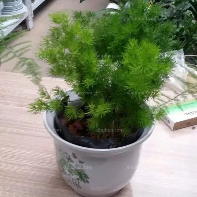 养了这12种吉祥植物，保证家里好事连连