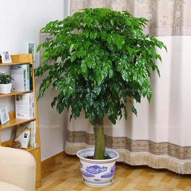 养了这12种吉祥植物，保证家里好事连连