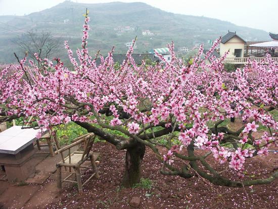 5种“辟邪”增福的植物，掐根枝条插门缝，乌七八糟都远离