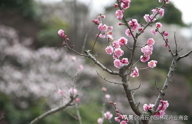 梅花养在家里好吗？有什么禁忌呢？