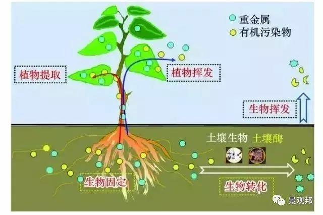 庭院植物风水，看这6点就够了