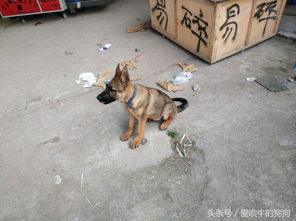 刚买的德国牧羊犬尚未取名，各位赐个比较高端大气的名字吧