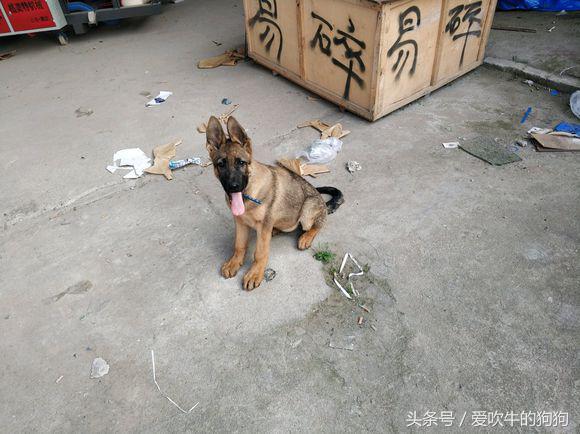 刚买的德国牧羊犬尚未取名，各位赐个比较高端大气的名字吧