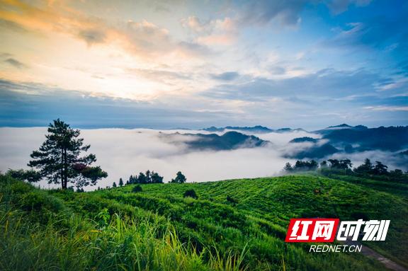 踏青品茗正当时！这些美丽乡村的茶园里藏着春天最美的样子