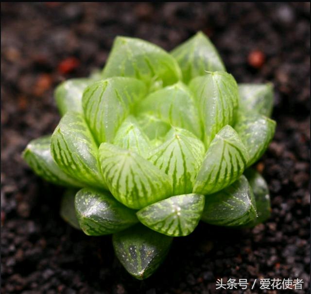 这三种萌萌的多肉植物，被称为是自带风水作用的植物！