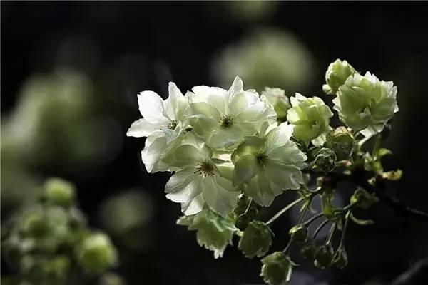 竹子护宅，香椿辟邪，植物风水了解一下！