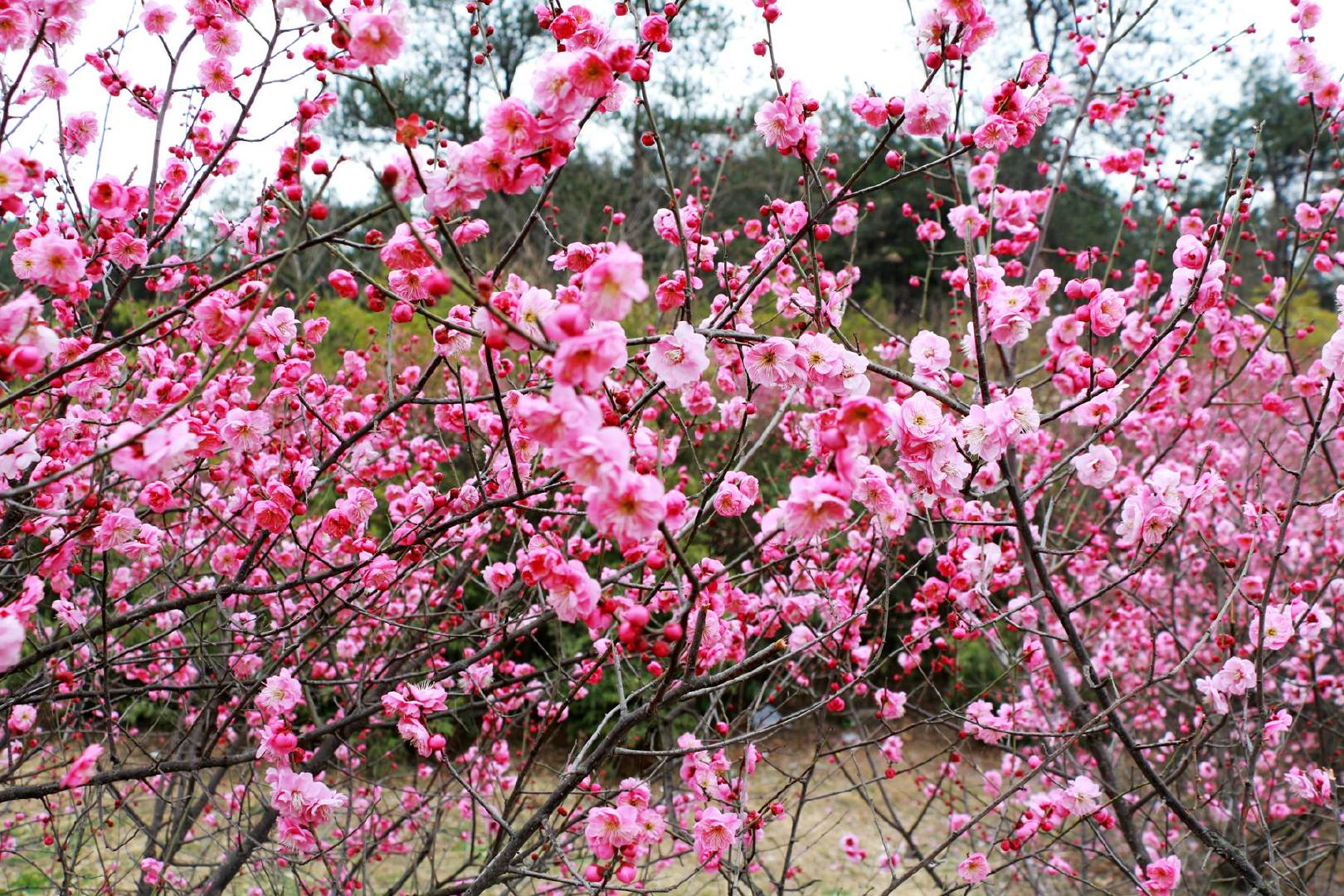 八字免费测试桃花运(八字算桃花)