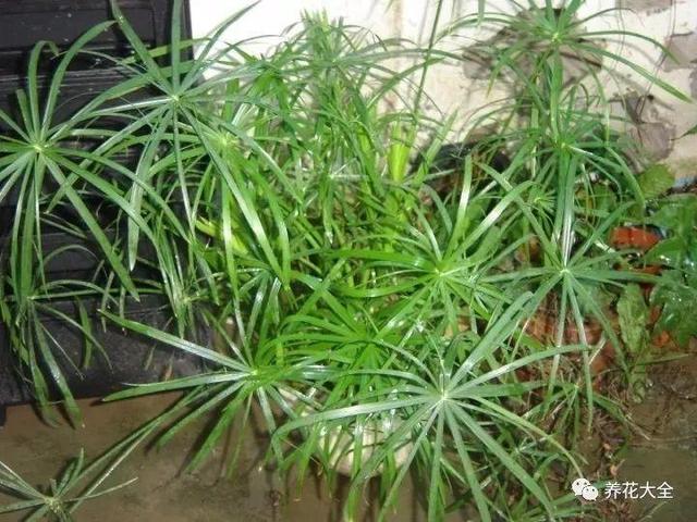 家里养盆竹，节节高升，10种竹子推荐你更喜欢哪种？