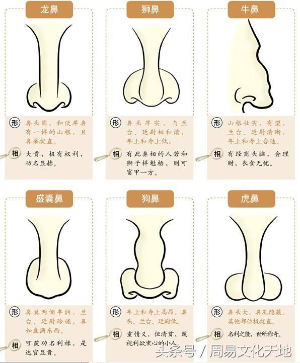 收藏！从鼻子一看看出你的财富和性格特点面相学技巧