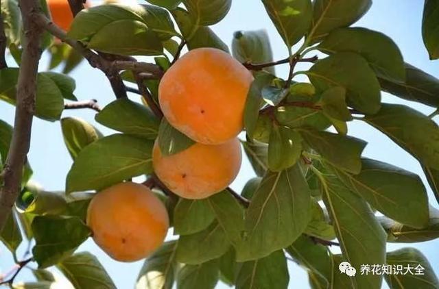 7种花开完就结果 家里老人都爱养 吉祥护宅风水好