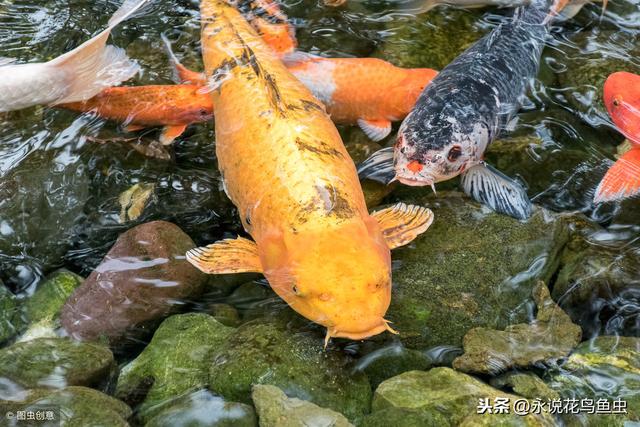 漫谈锦鲤鱼与风水的关系