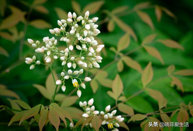 南天竹喜庆又好养，大气典雅，提升家居格调，旺运又吉祥