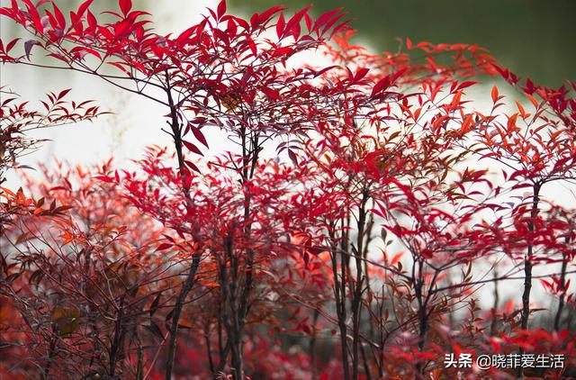 南天竹喜庆又好养，大气典雅，提升家居格调，旺运又吉祥