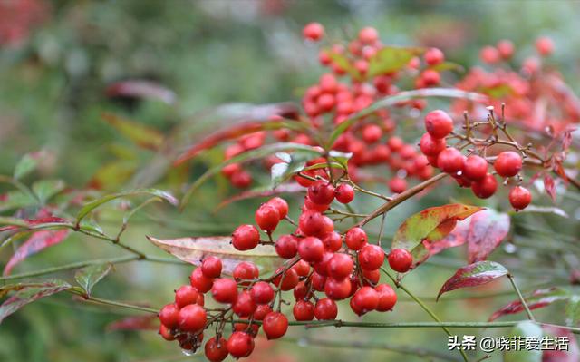 南天竹喜庆又好养，大气典雅，提升家居格调，旺运又吉祥