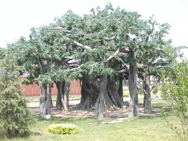 “大树压门，无女少男”，植物在风水中的作用你知道吗？