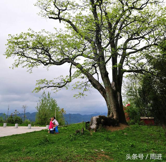 每个村庄都有一棵风水宝树，其中一对结成连理成为奇观