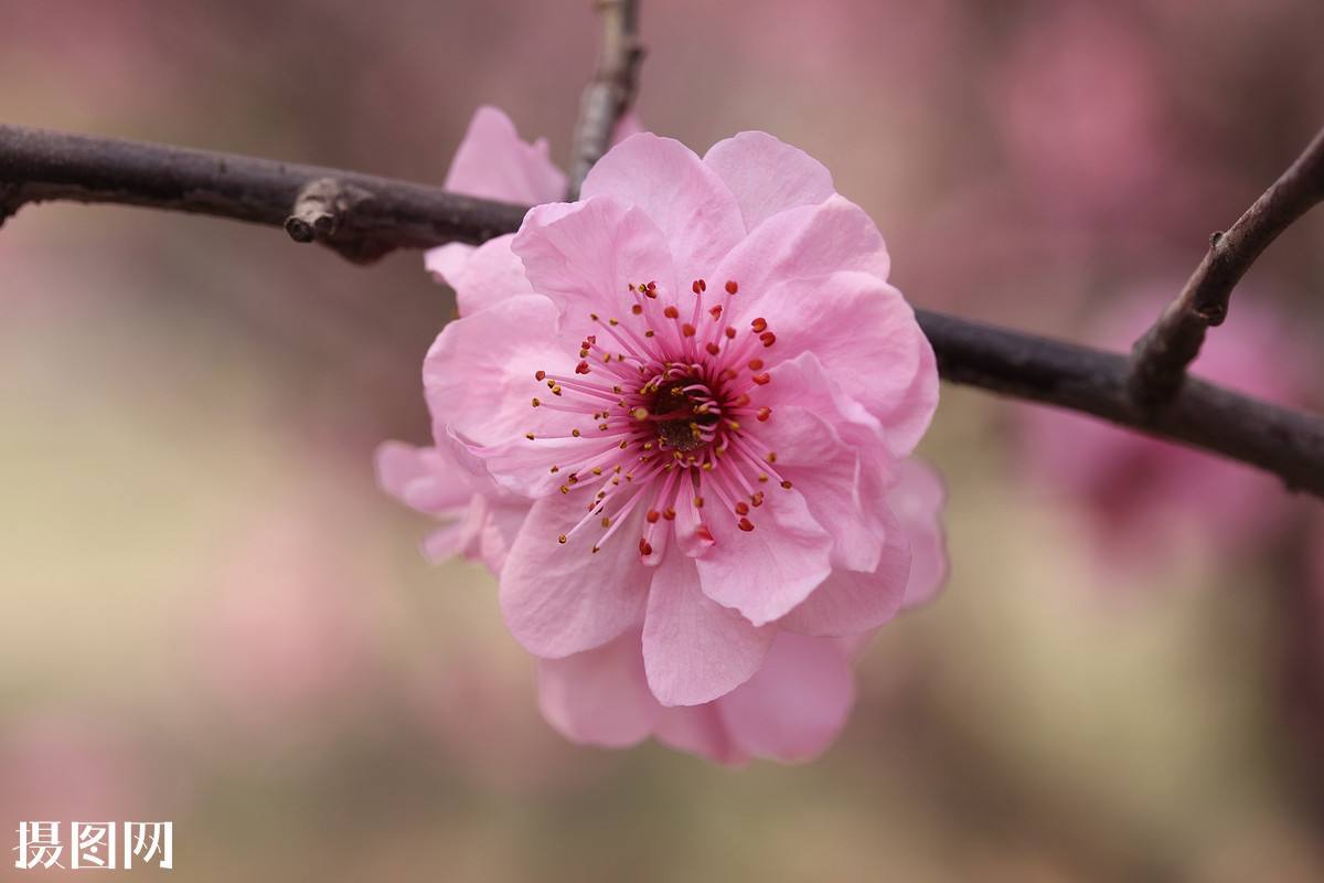 八字测桃花运_八字爱情