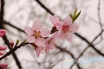 八字测桃花_免费预测未来另一半