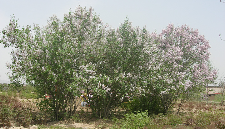 丁香树与风水_夏季可以修剪丁香树吗